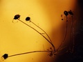 Grzyby pleśniowe pod mikroskopem. Fot. Jan Kalabiński